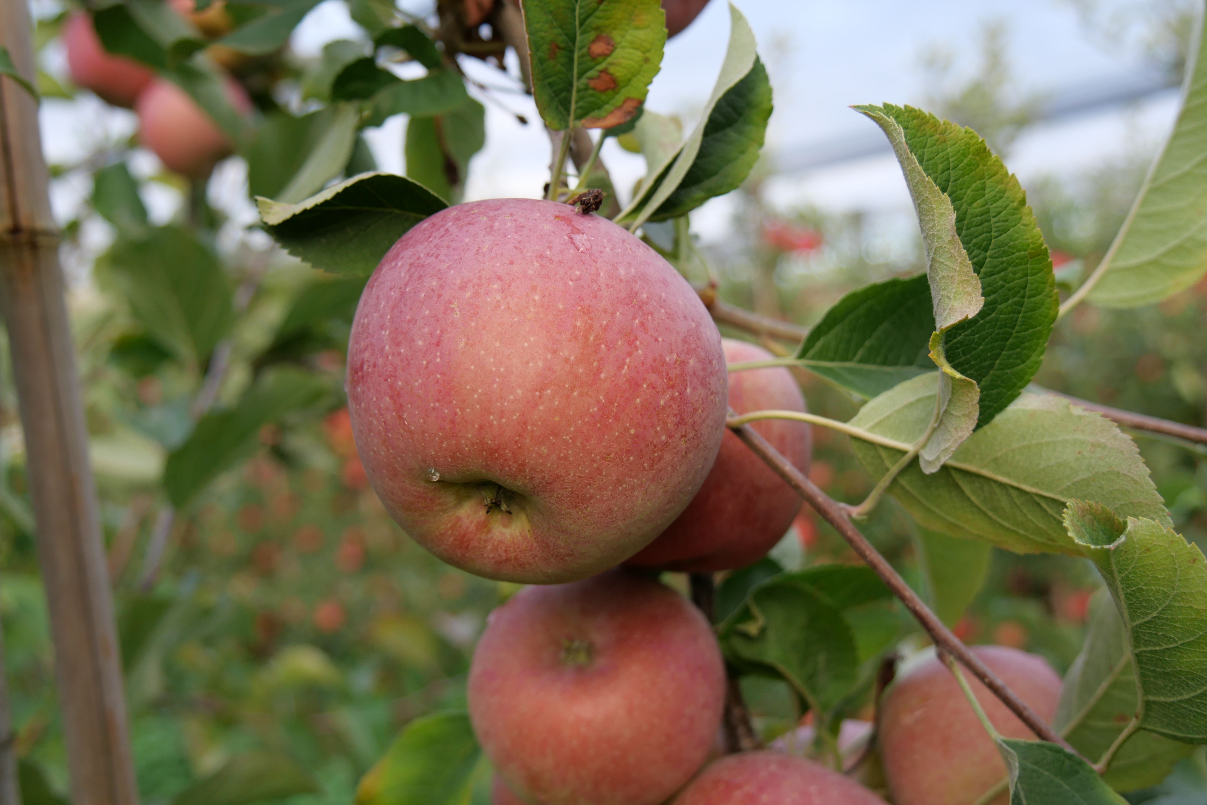 Äpfel Fuji vom Obsthof Kunz aus Ehrenkirchen-Offnadingen, 1 kg